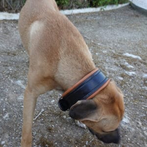 pitbull collar handmade