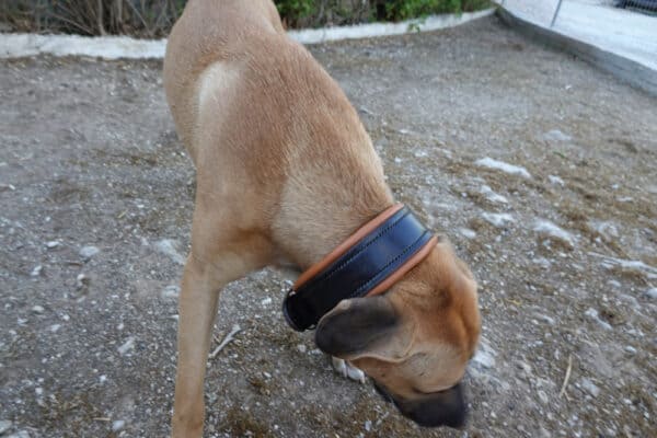 pitbull collar handmade