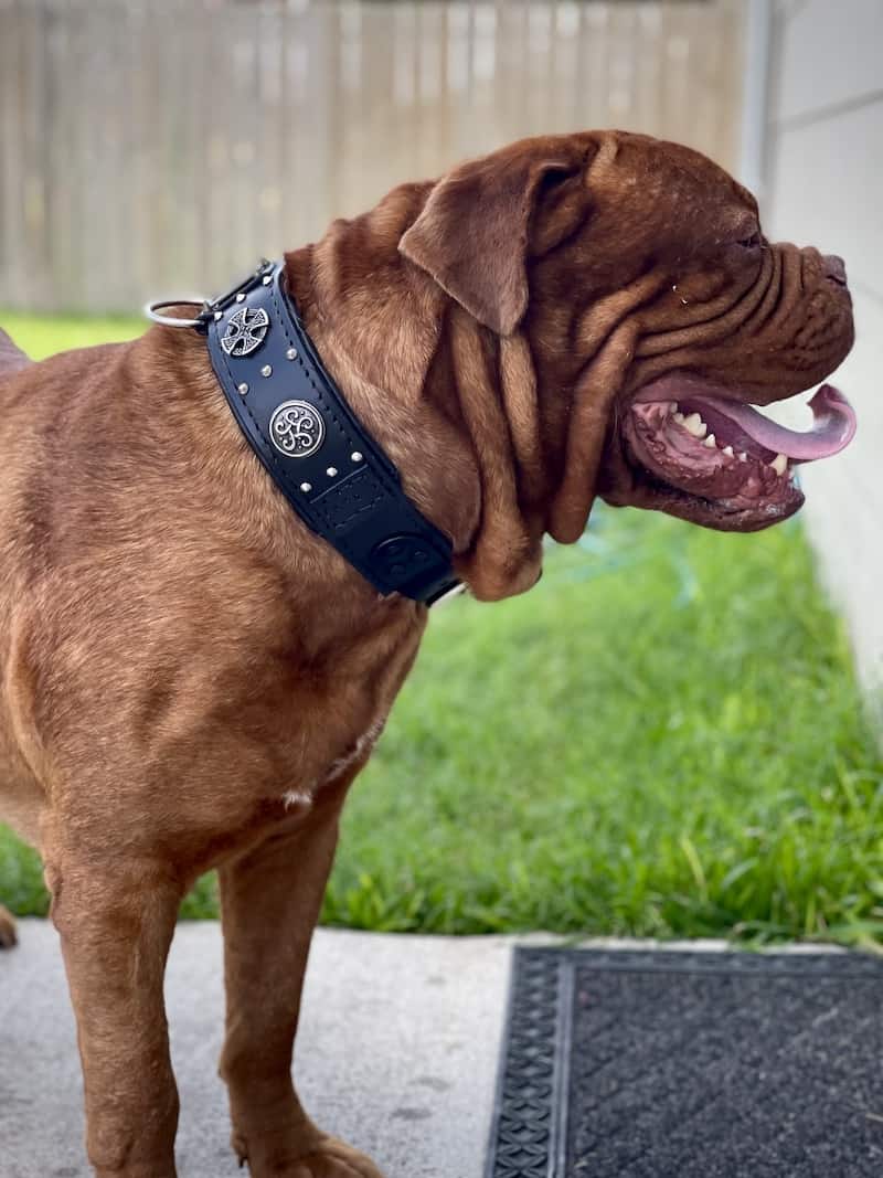 Dogue de bordeaux Personalised keyring real wood collar lead harness mastiff dog 