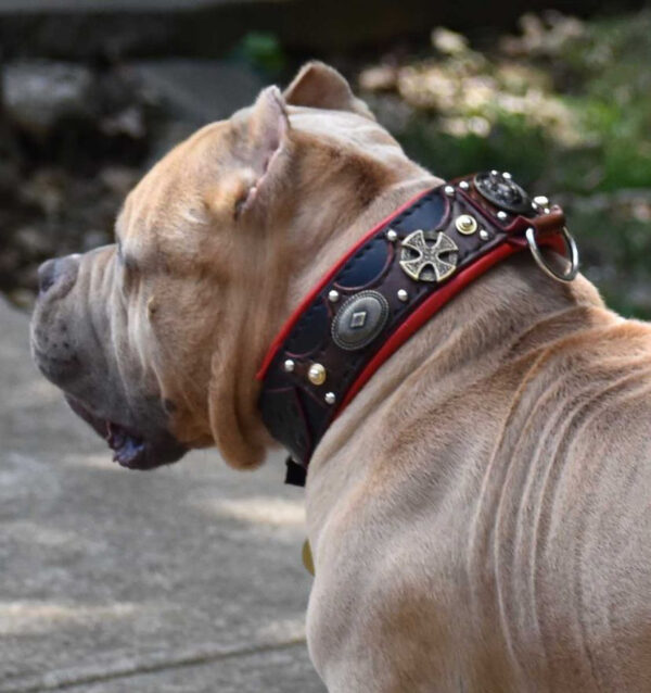 dog collar for american bully